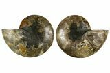 Cut & Polished, Crystal-Filled Ammonite Fossil - Madagascar #333733-1